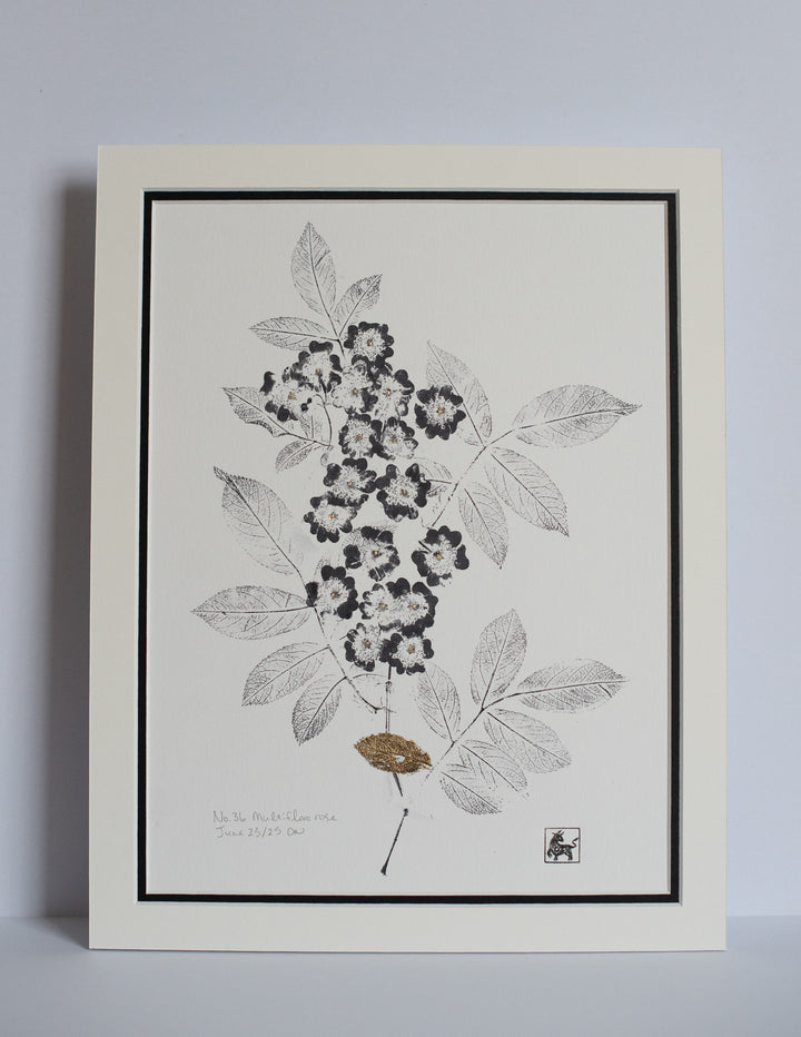 No 36. Multiflora rose