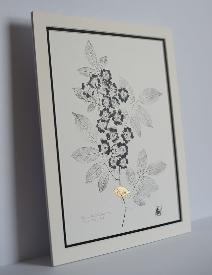 No 36. Multiflora rose