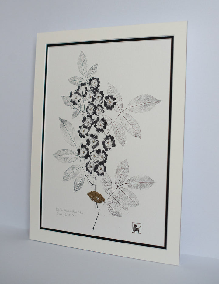 No 36. Multiflora rose