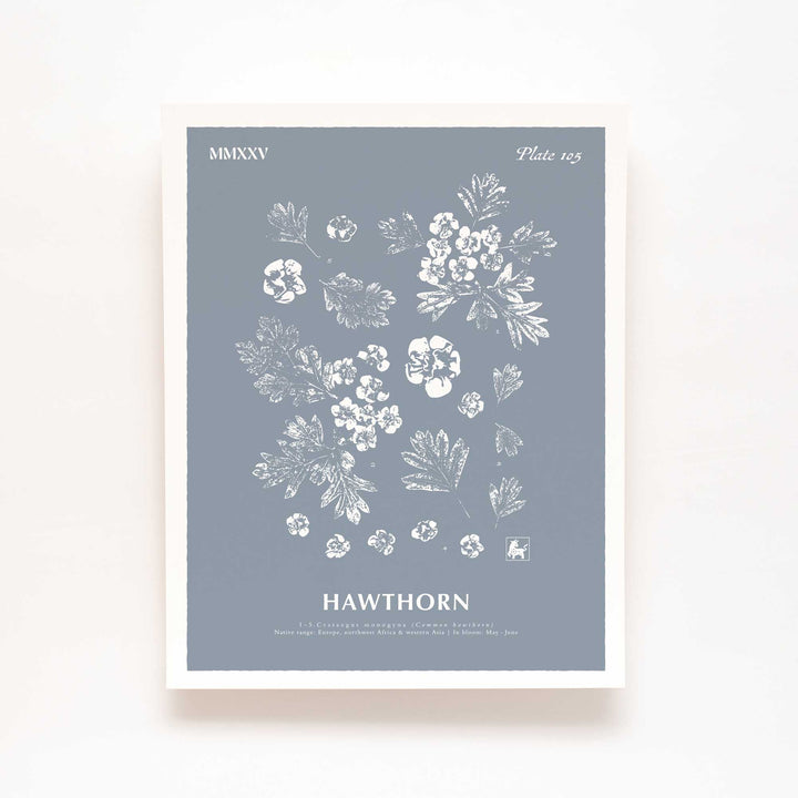May | Hawthorn