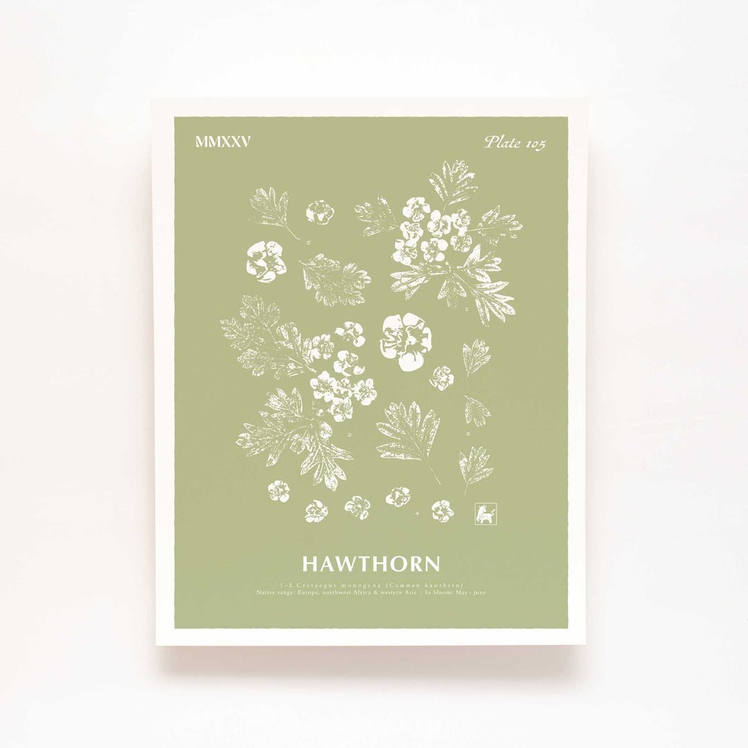 May | Hawthorn