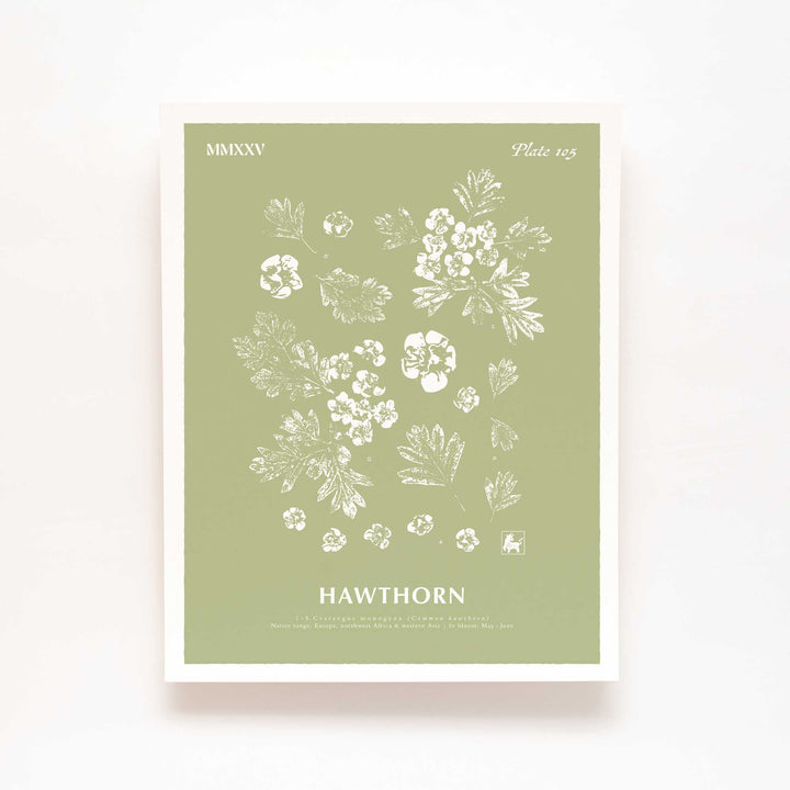 May | Hawthorn