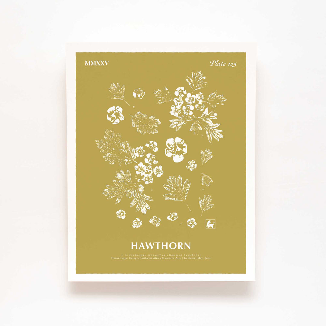 May | Hawthorn