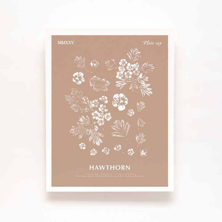 May | Hawthorn