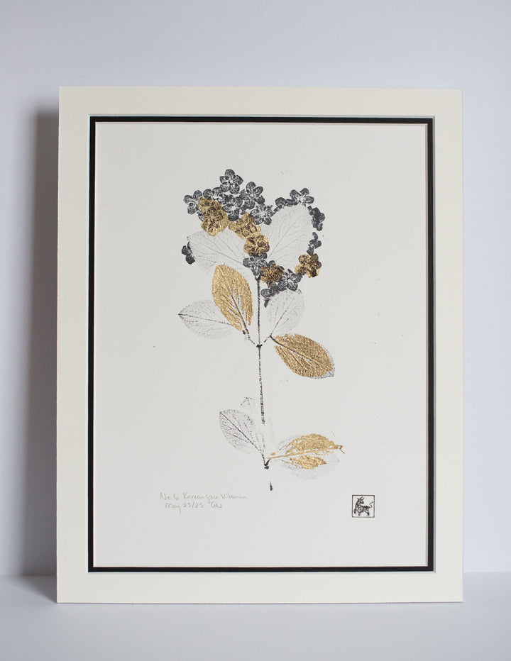 No 6. Koreanspice Viburnum