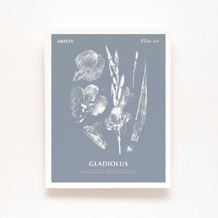 August | Gladiolus