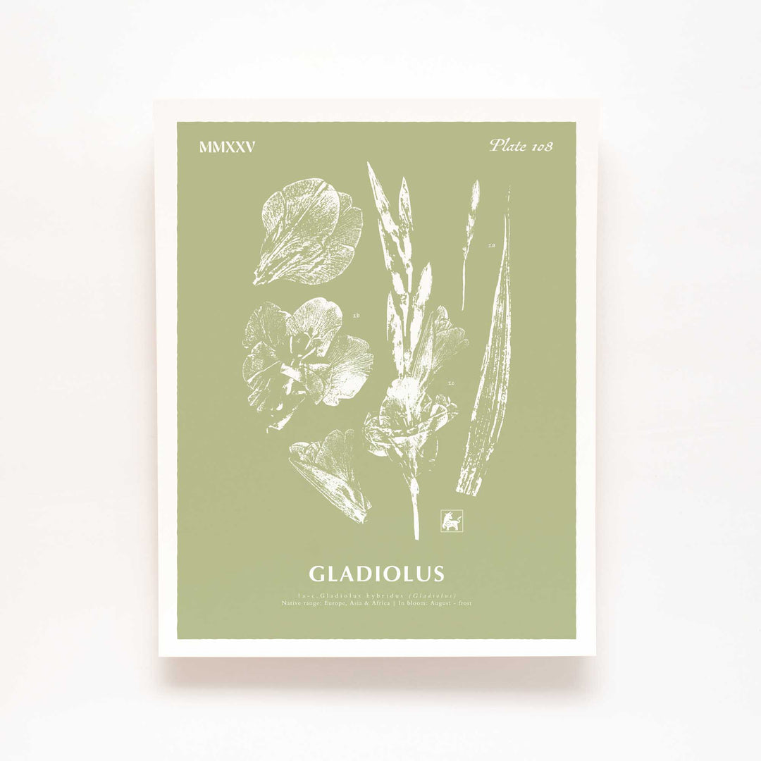 August | Gladiolus