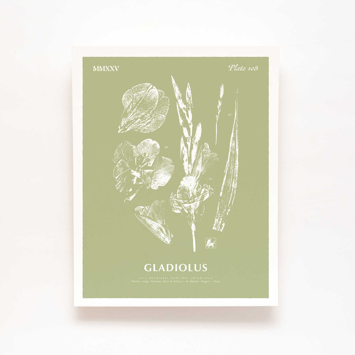 August | Gladiolus