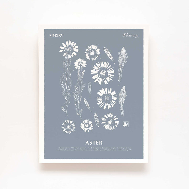 September | Aster