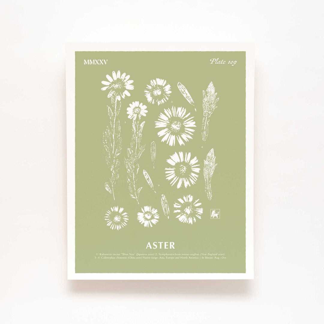 September | Aster