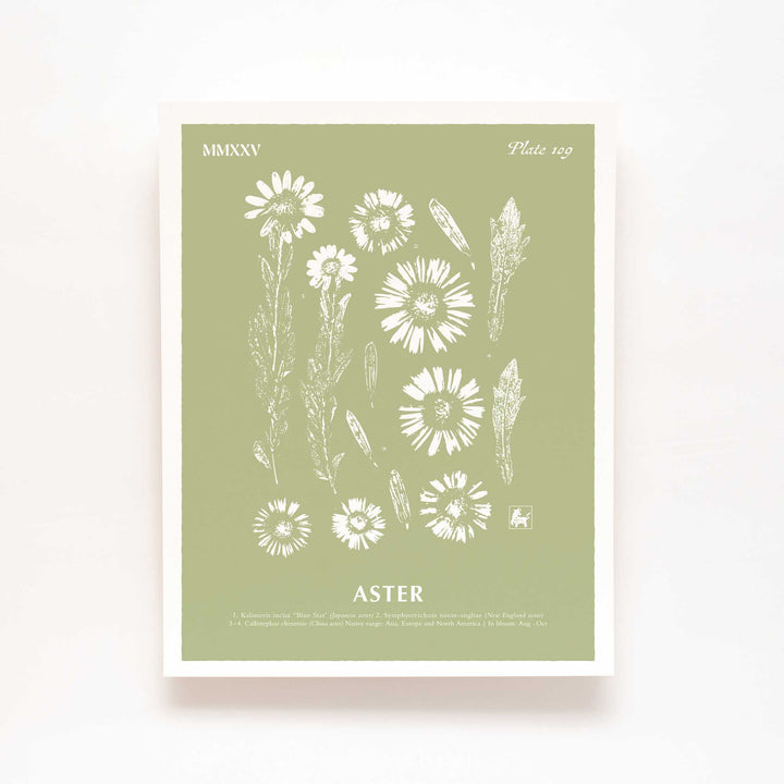 September | Aster