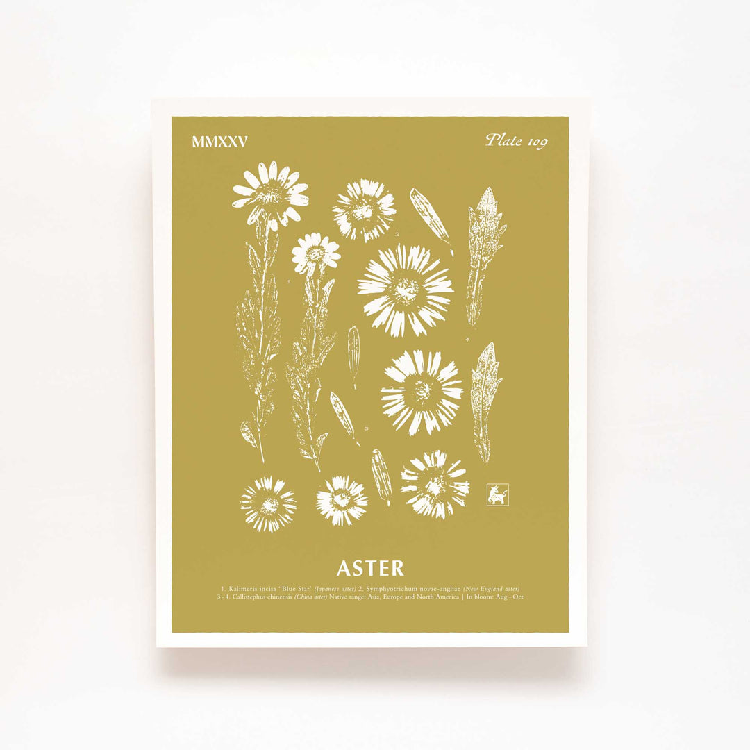 September | Aster