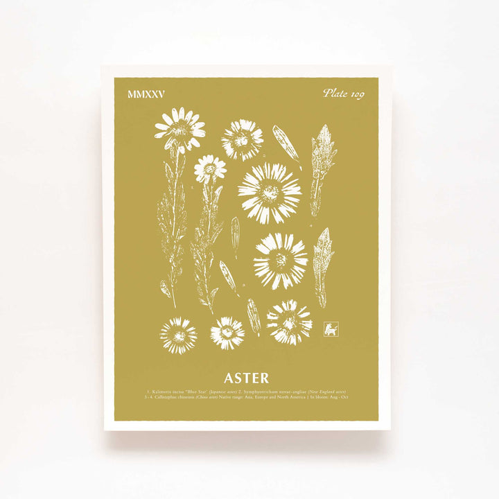 September | Aster
