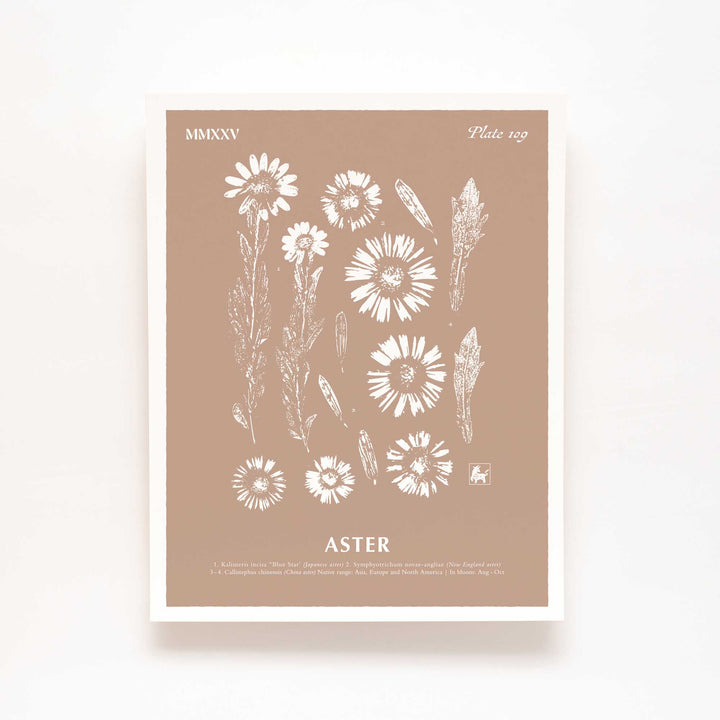 September | Aster
