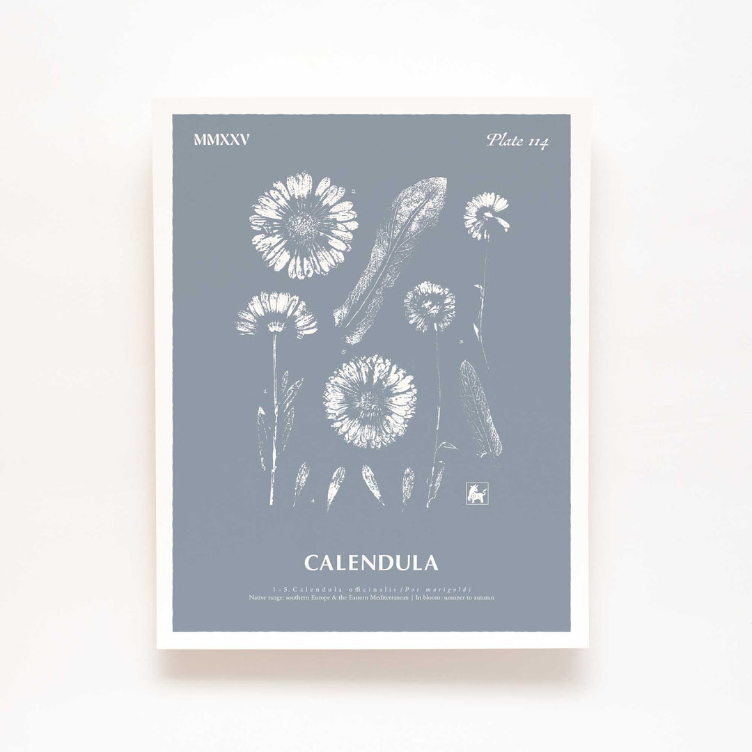 Calendula | Botanical Art Print