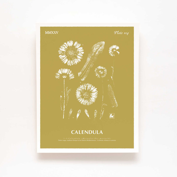 Calendula | Botanical Art Print