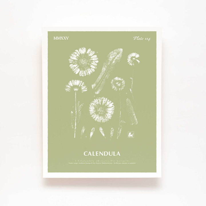 Calendula | Botanical Art Print
