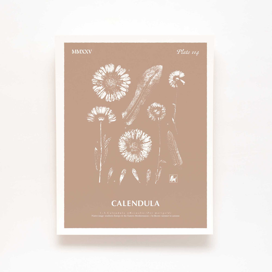 Calendula | Botanical Art Print