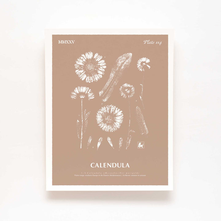 Calendula | Botanical Art Print