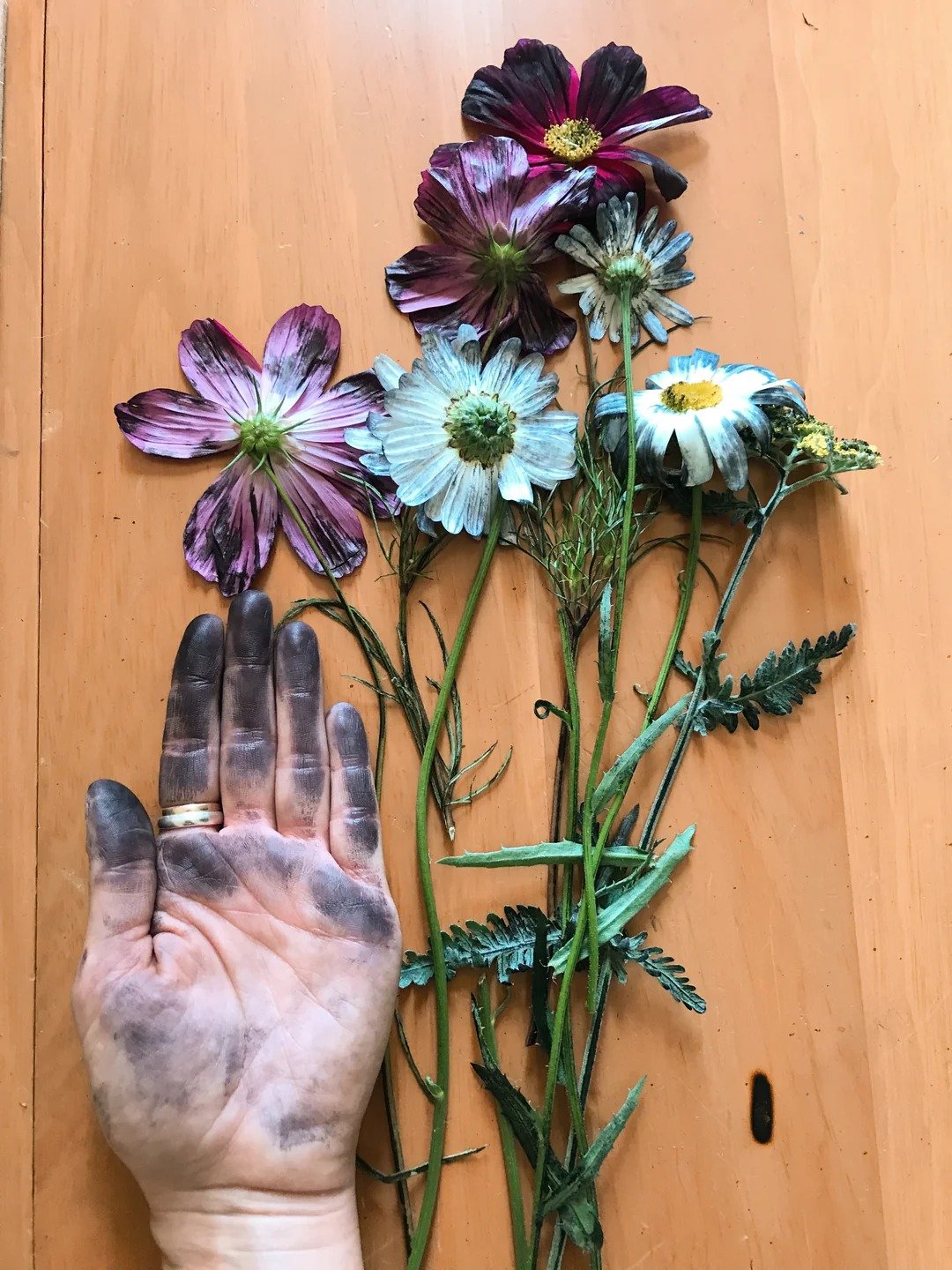 Fleurdinand | Zinnia | Botanical Art Prints