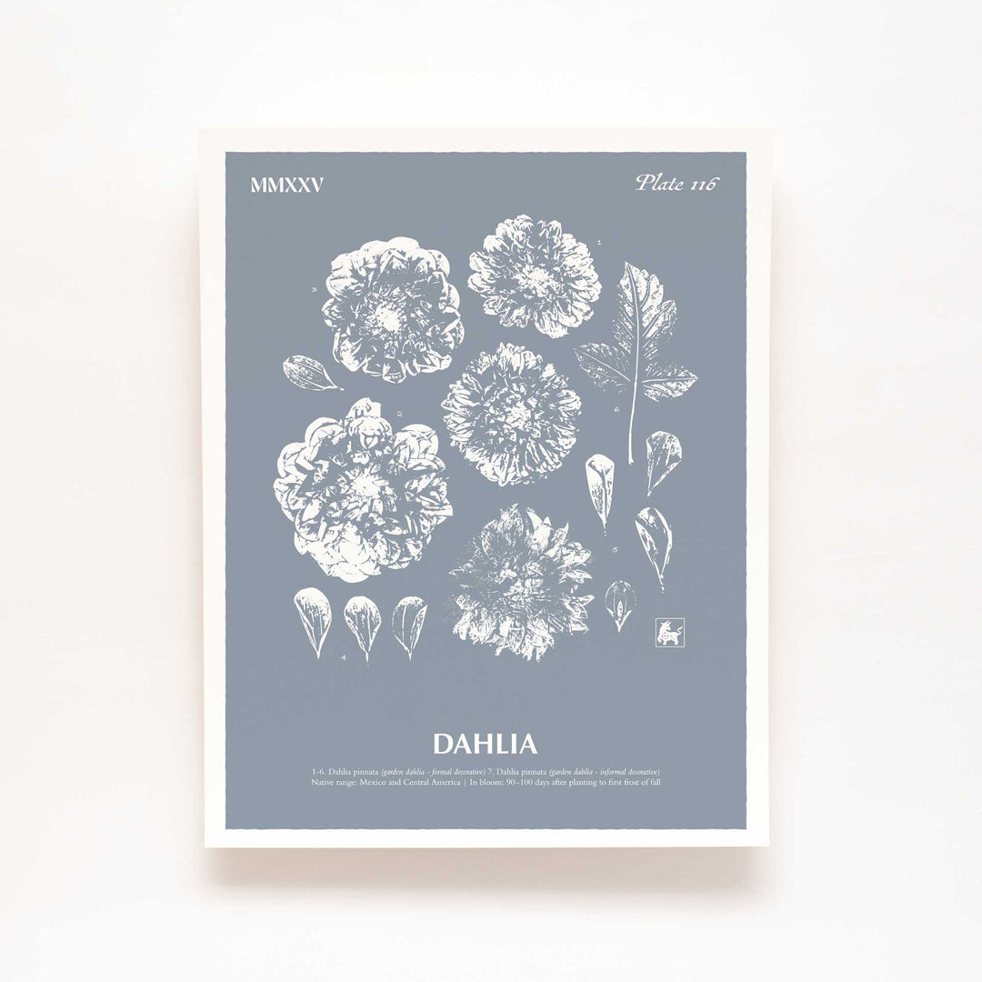 Dahlia | Botanical Art Print