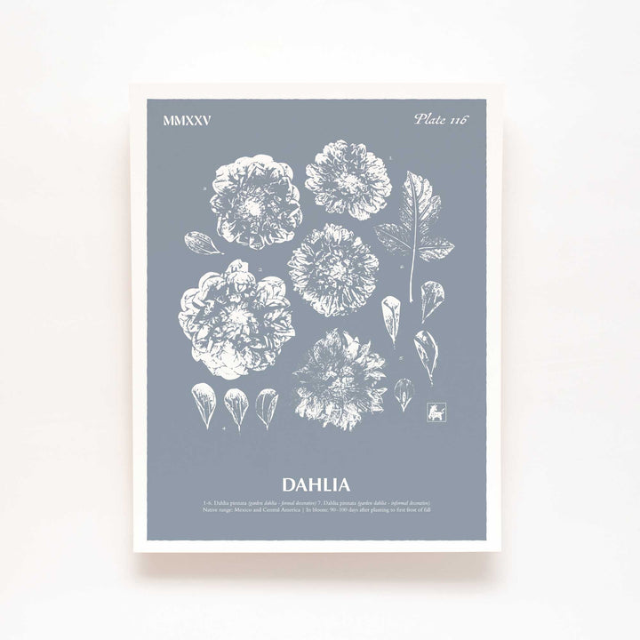 Dahlia | Botanical Art Print