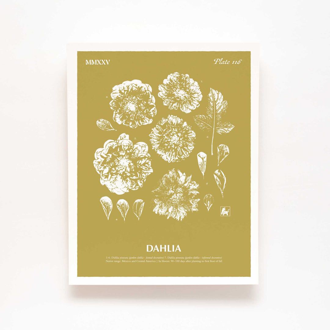 Dahlia | Botanical Art Print