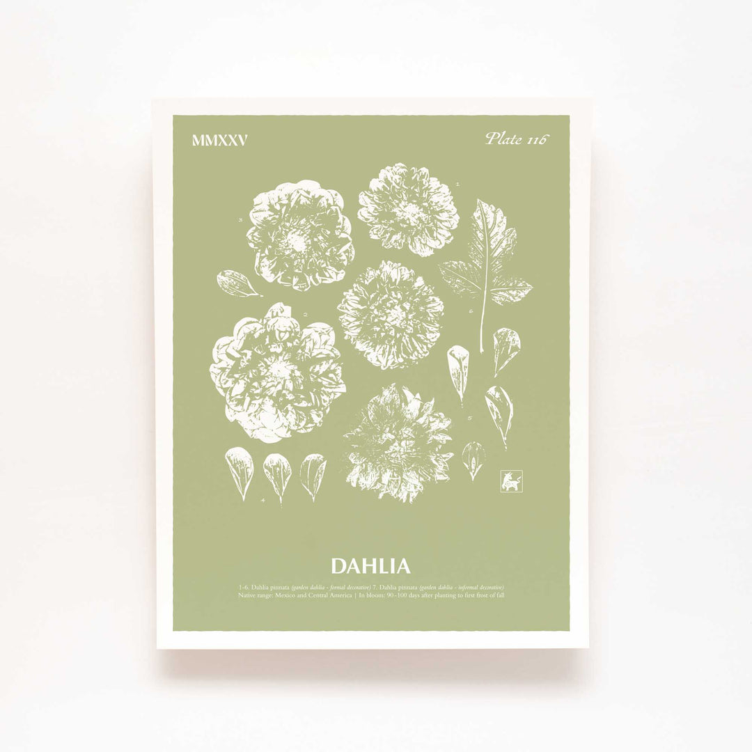 Dahlia | Botanical Art Print