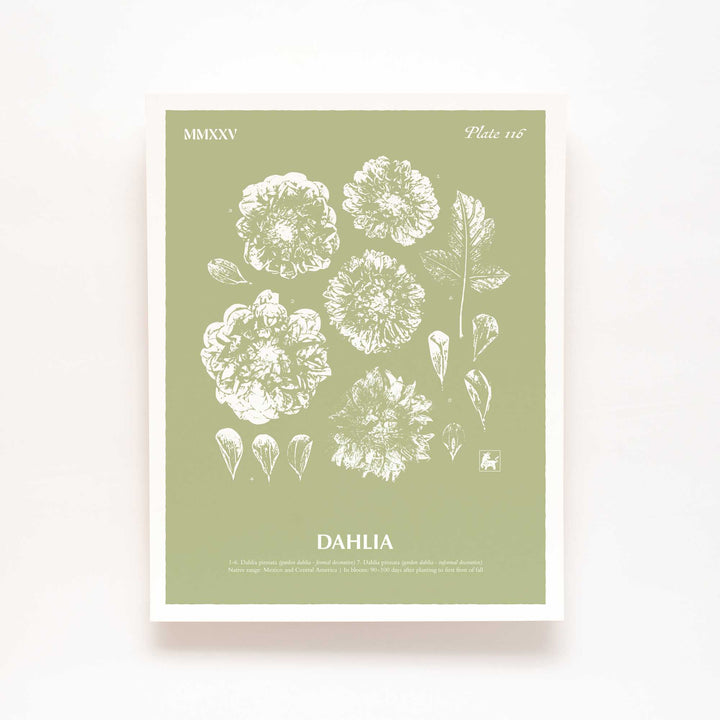 Dahlia | Botanical Art Print