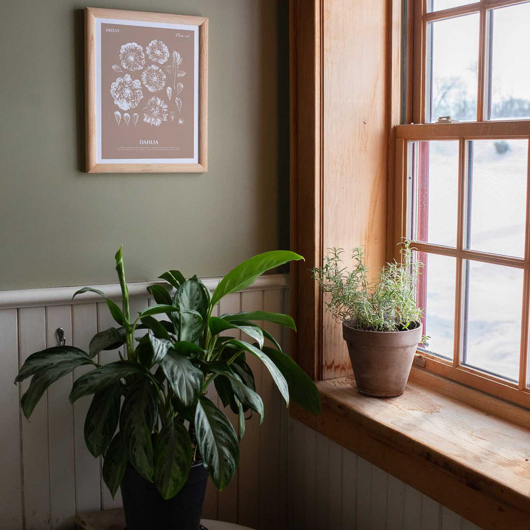 Dahlia | Botanical Art Print