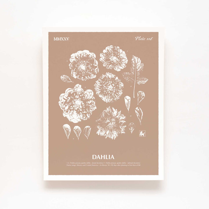 Dahlia | Botanical Art Print