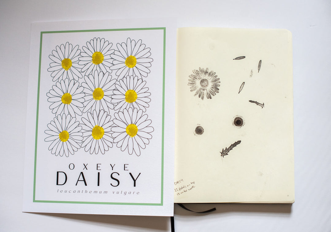 Daisy | Flower Art Prints