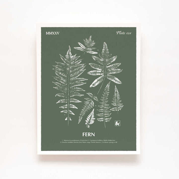 Fern | Botanical Art Print
