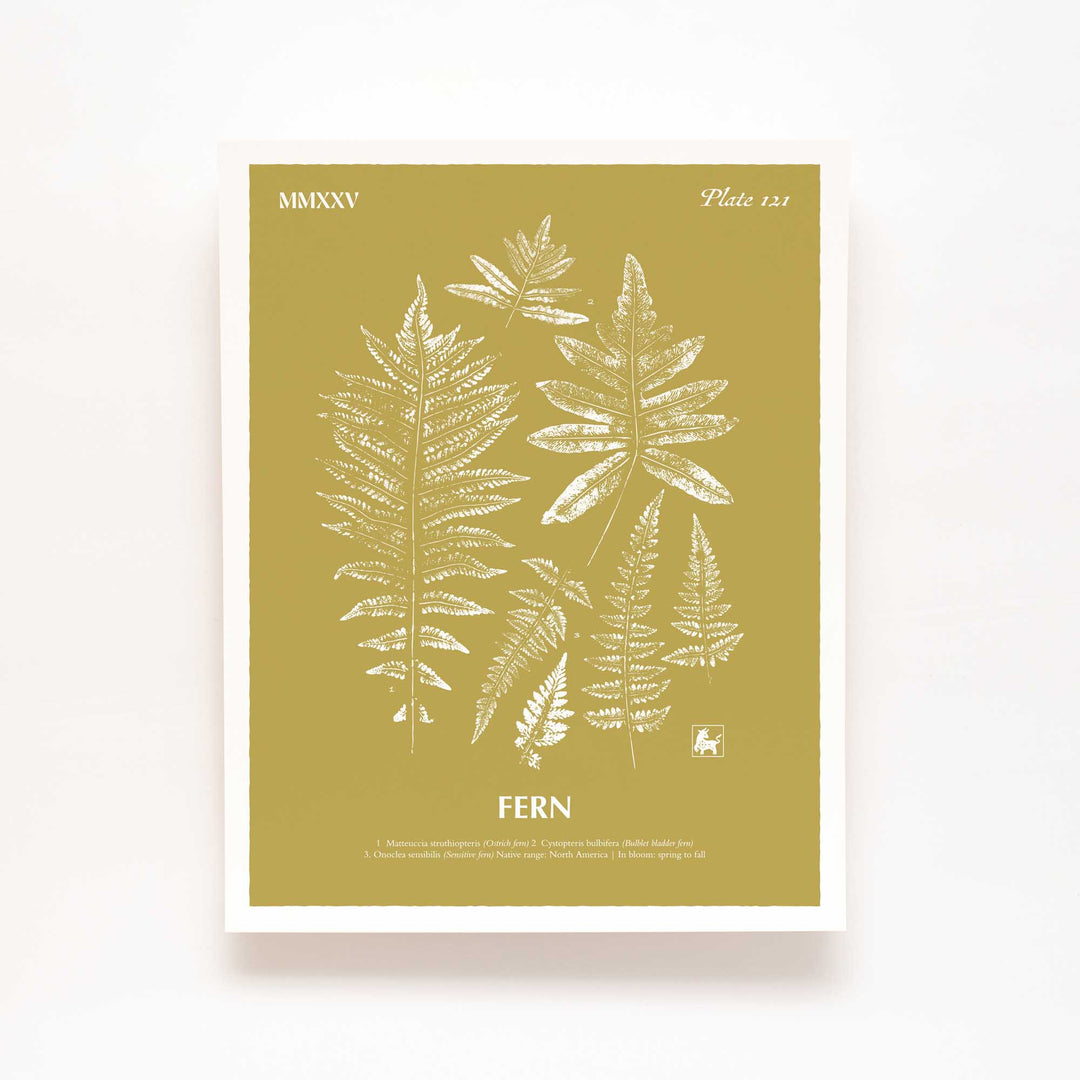 Fern | Botanical Art Print