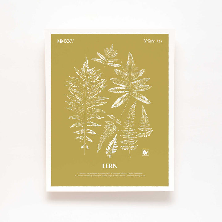 Fern | Botanical Art Print