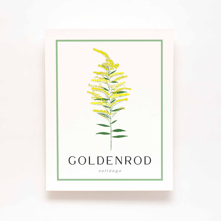 Goldenrod | Flower Art Prints