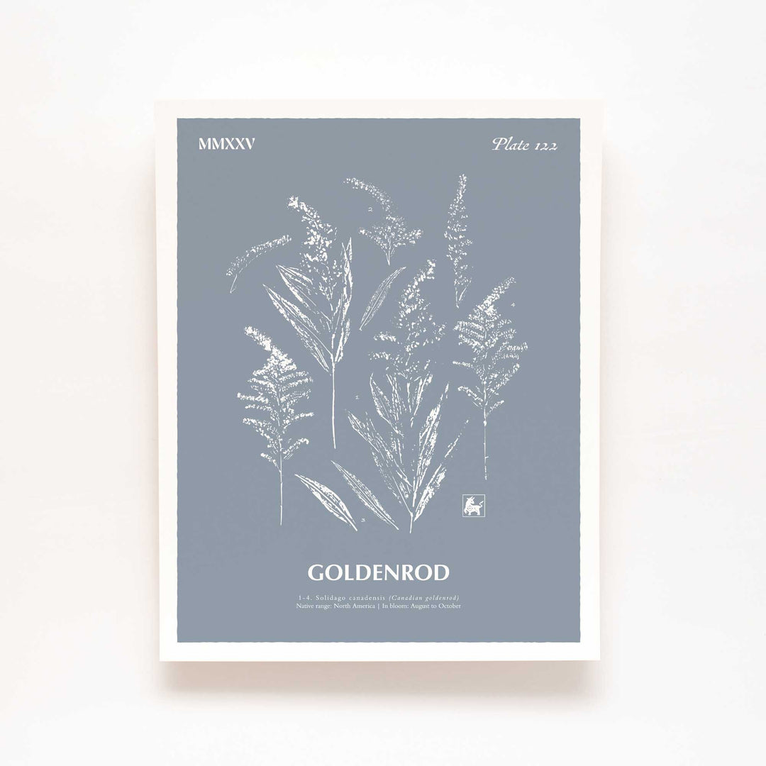 Goldenrod | Botanical Art Print