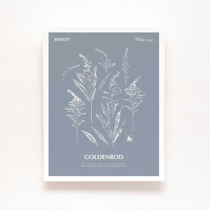 Goldenrod | Botanical Art Print