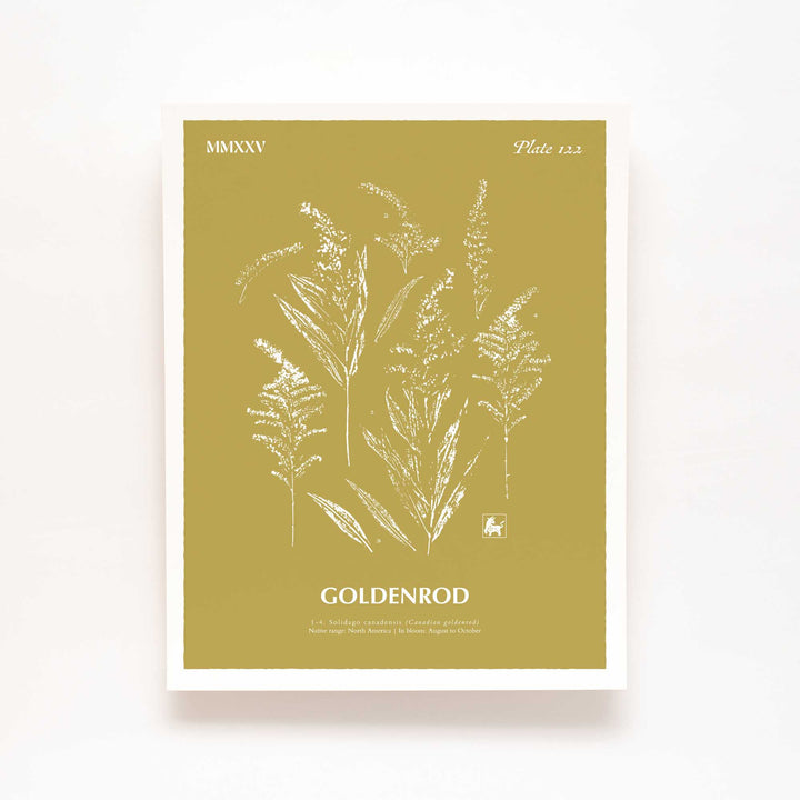 Goldenrod | Botanical Art Print