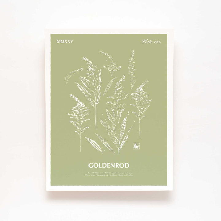 Goldenrod | Botanical Art Print
