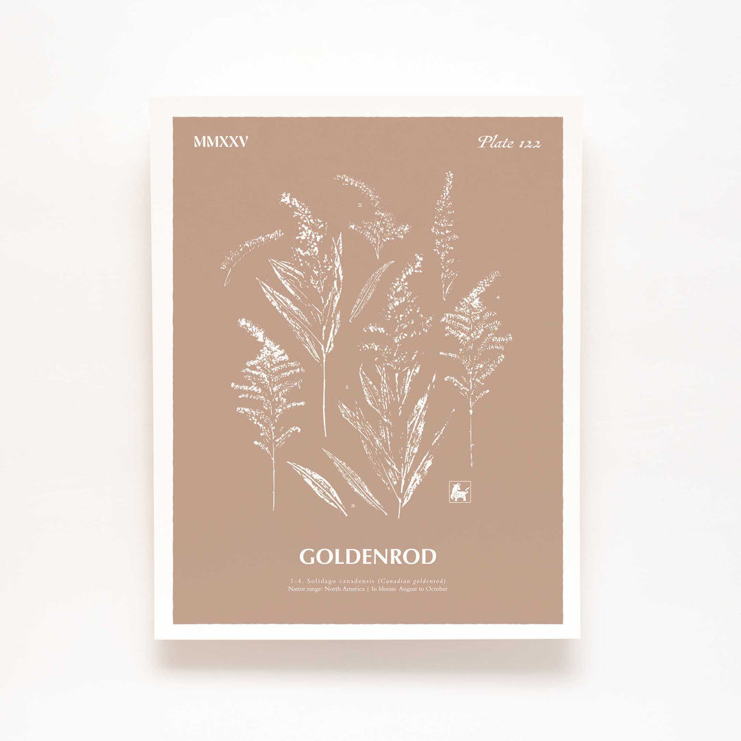 Goldenrod | Botanical Art Print