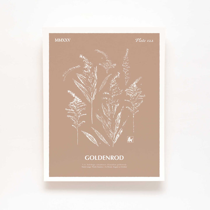 Goldenrod | Botanical Art Print