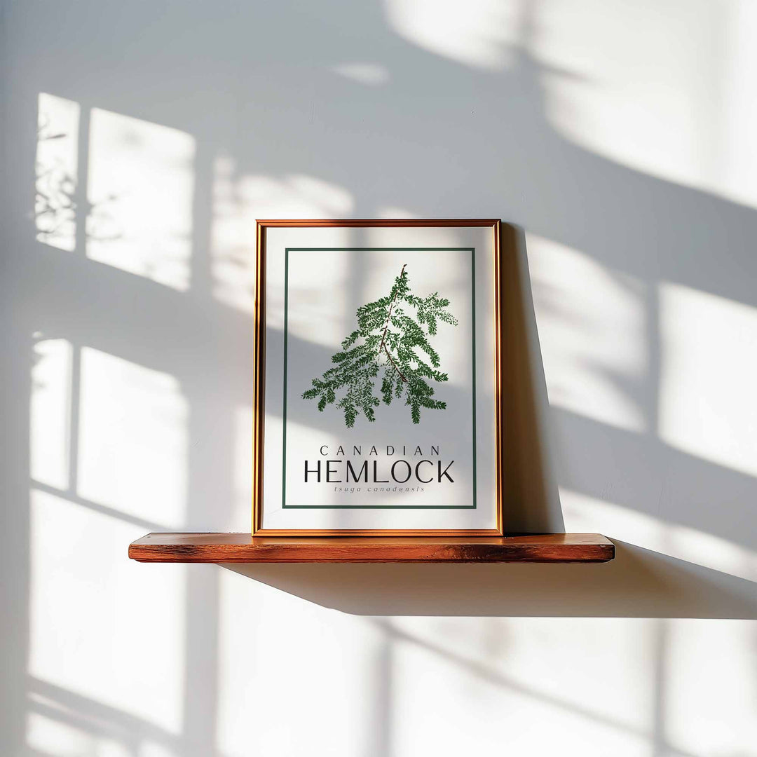 Hemlock | Tree Art Print