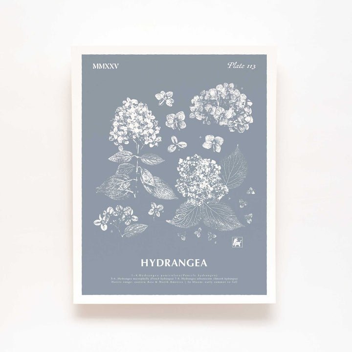 Hydrangea | Botanical Art Print