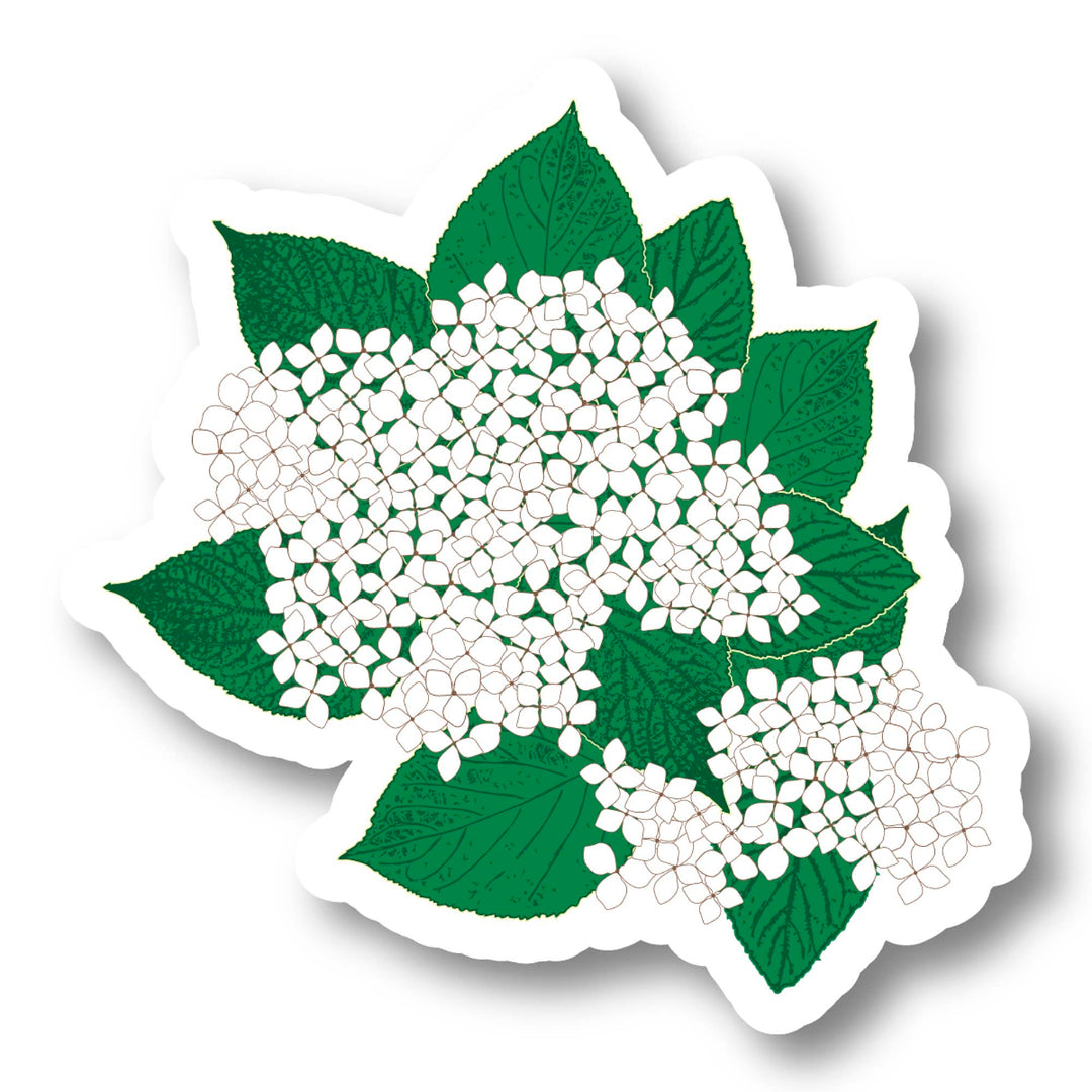 Sticker of hydrangea with white flowers and green leaves on a white background
