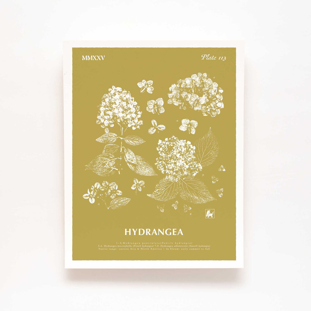 Hydrangea | Botanical Art Print