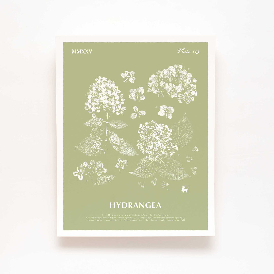 Hydrangea | Botanical Art Print