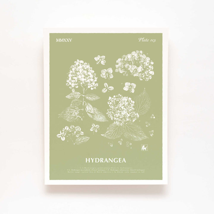 Hydrangea | Botanical Art Print