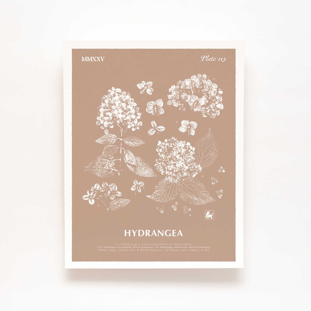 Hydrangea | Botanical Art Print