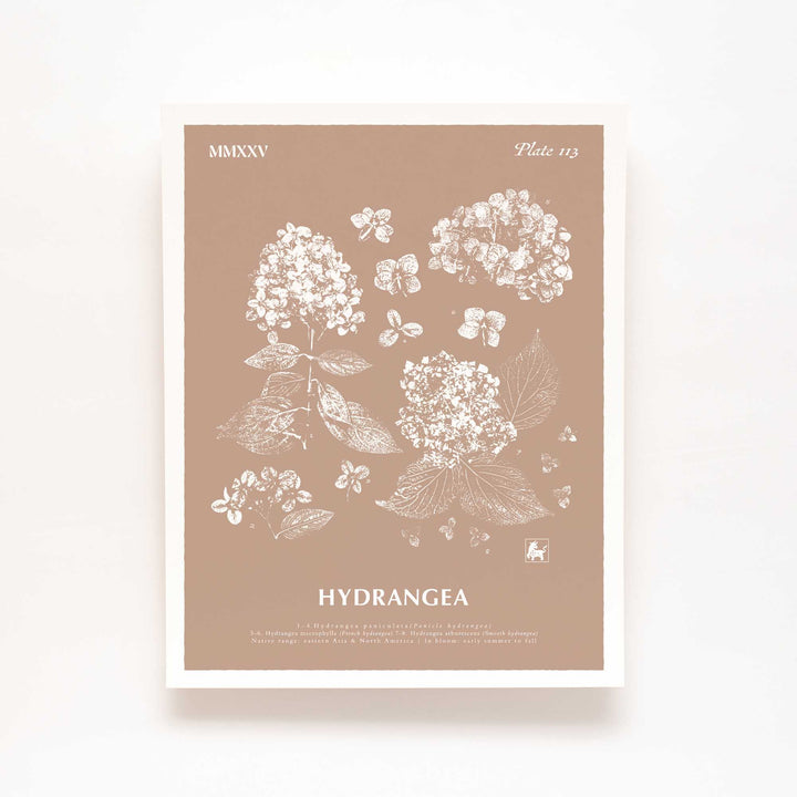 Hydrangea | Botanical Art Print